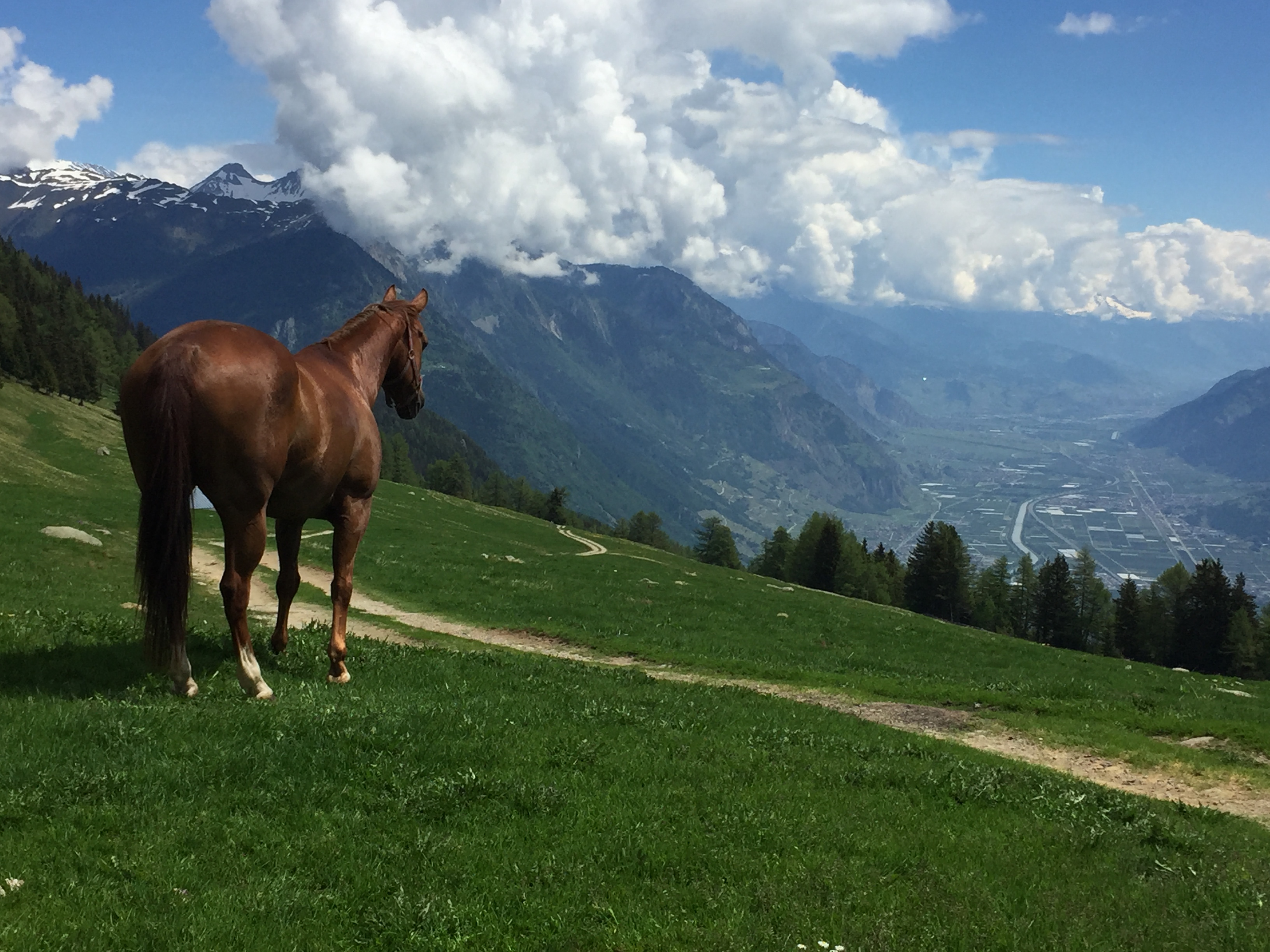 Montée à l'alpage